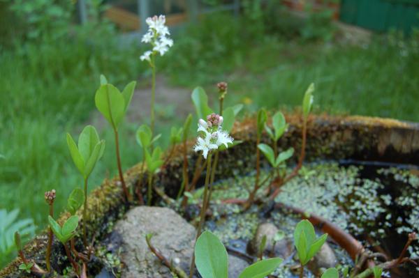 Menyanthes trifoliata | Fieberklee, Bitterklee